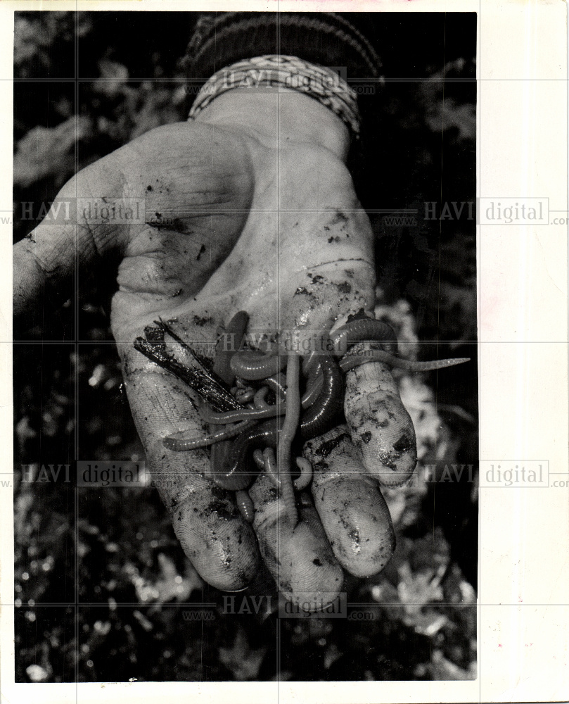 MEL REYNOLDS PROFFESSIONAL WORM PICKER 1974 Vintage Photo Print Historic Images