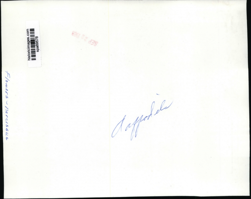 1983 Press Photo Narcissus flowers spa69578 Historic Images